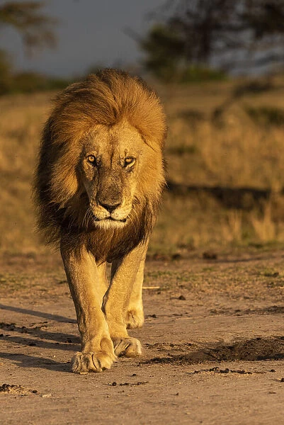 Africa, Tanzania, Serengeti National Park. Male lion close-up