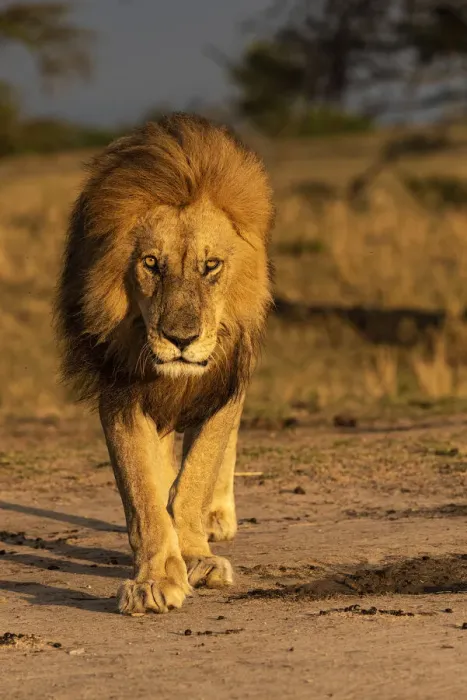 Framed Print : Africa, Tanzania, Serengeti National Park. Male lion close-up