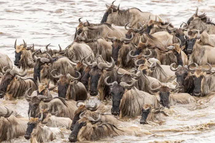 Framed Print : Africa, Tanzania, Serengeti National Park. Wildebeests crossing Mara River Framed Print : Africa, Tanzania, Serengeti National Park. Wildebeests crossing Mara River