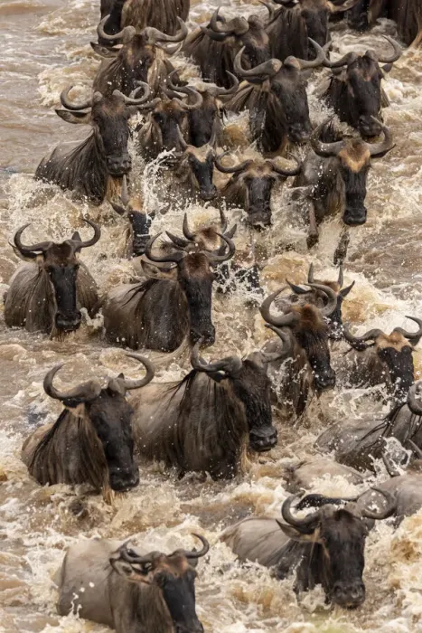 Framed Print : Africa, Tanzania, Serengeti National Park. Wildebeests crossing Mara River Framed Print : Africa, Tanzania, Serengeti National Park. Wildebeests crossing Mara River