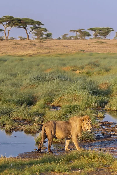 Africa, Tanzania, Serengeti National Park. Male lion and water