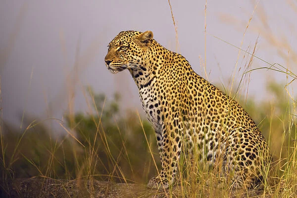 Africa, Tanzania, Serengeti National Park. Close-up of leopard resting