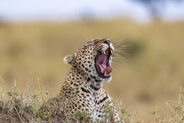 Africa, Tanzania, Serengeti National Park. Yawning leopard