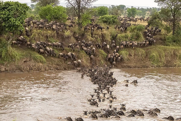 Africa, Tanzania, Serengeti National Park. Wildebeests crossing Mara River