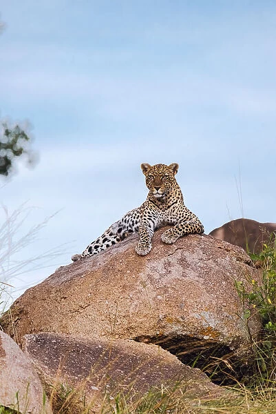 Africa, Tanzania, Serengeti National Park. Leopard resting on boulder
