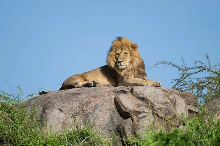 Framed Print : Africa, Tanzania, Serengeti National Park. Male lion on rock Framed Print : Africa, Tanzania, Serengeti National Park. Male lion on rock