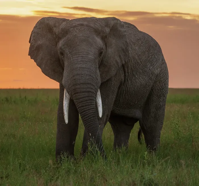 Framed Print : Africa, Tanzania, Serengeti National Park. Close-up of elephant at sunset