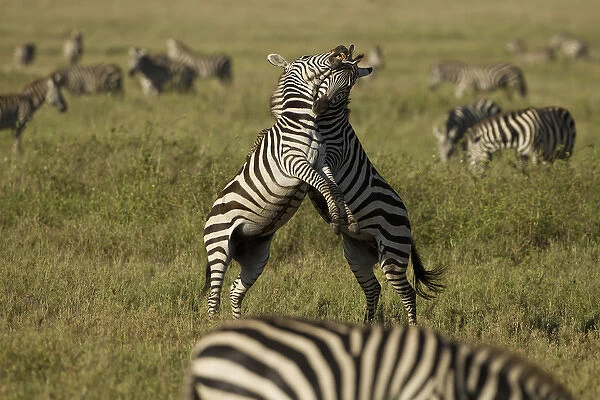 Africa, Tanzania, Serengeti National Park; Common Zebra, Equus burchelli, dominance