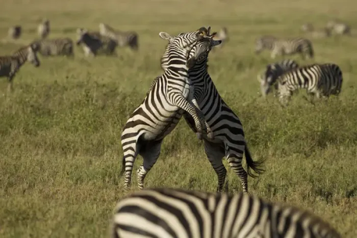 Framed Print : Africa, Tanzania, Serengeti National Park; Common Zebra, Equus burchelli, dominance Framed Print : Africa, Tanzania, Serengeti National Park; Common Zebra, Equus burchelli, dominance