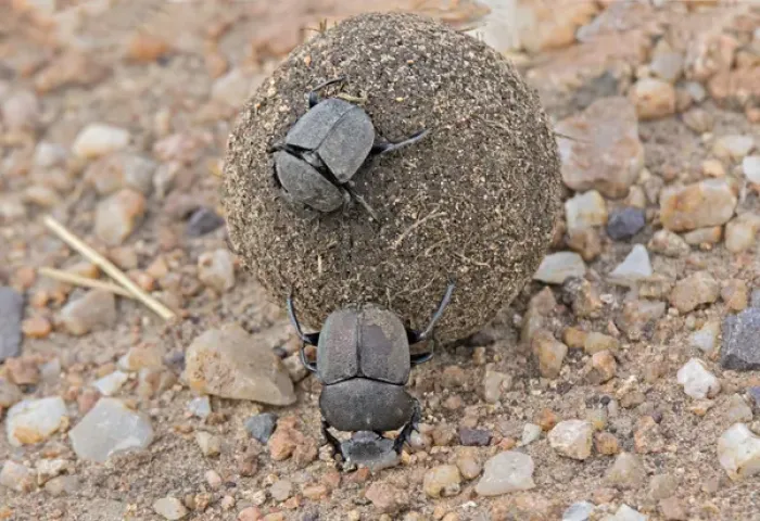 Framed Print : Africa, Tanzania, Serengeti. A pair of dung beetles (Scarabweus pius) rolling a dung ball