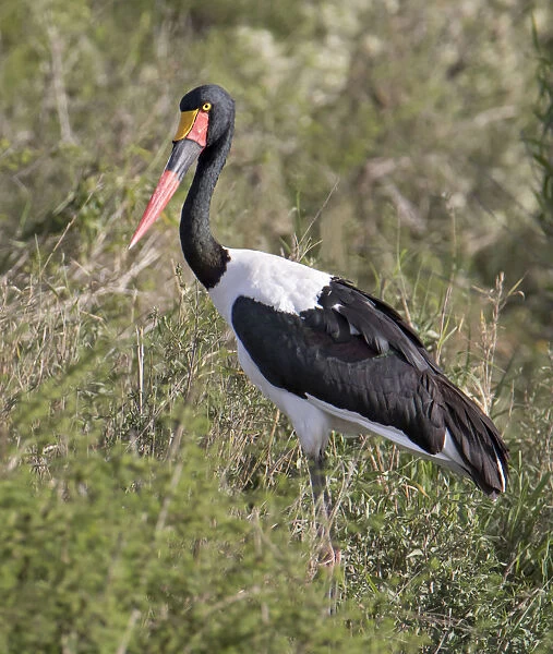 Africa, Tanzania, Serengeti. Saddle-billed Stork (Ephippiorhynchus senegalensis)
