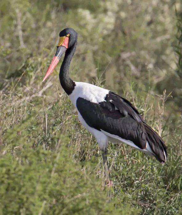 Framed Print : Africa, Tanzania, Serengeti. Saddle-billed Stork (Ephippiorhynchus senegalensis) Framed Print : Africa, Tanzania, Serengeti. Saddle-billed Stork (Ephippiorhynchus senegalensis)