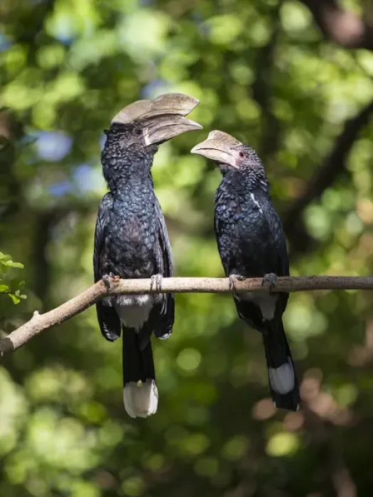 Framed Print : Africa. Tanzania. Silvery-cheeked hornbill (Bycanistes brevis) mating pair at Manyara NP Framed Print : Africa. Tanzania. Silvery-cheeked hornbill (Bycanistes brevis) mating pair at Manyara NP