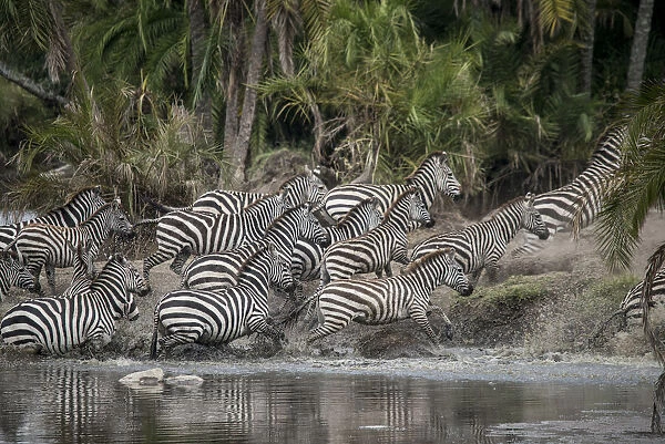 Africa, Tanzania. Perhaps spooked by crocodiles, zebras stampede in the Serengeti