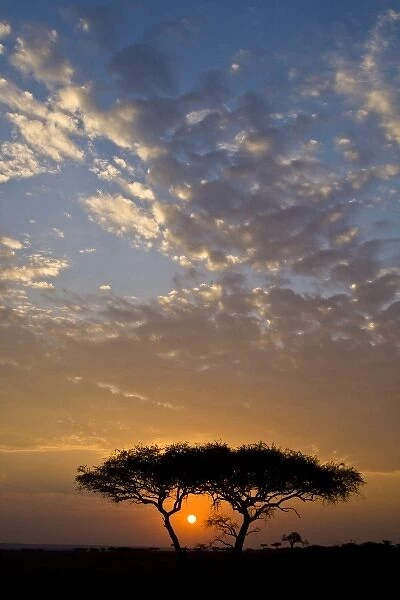 Africa. Tanzania. Sunrise in Serengeti NP