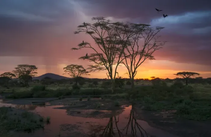Framed Print : Africa. Tanzania. Sunset lights up a flock of Marabou storks in a marsh in Serengeti NP