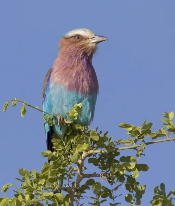 Framed Print : Africa, Tanzania, Tarangire National Park. Lilac-breasted Roller (Coracius caudata)