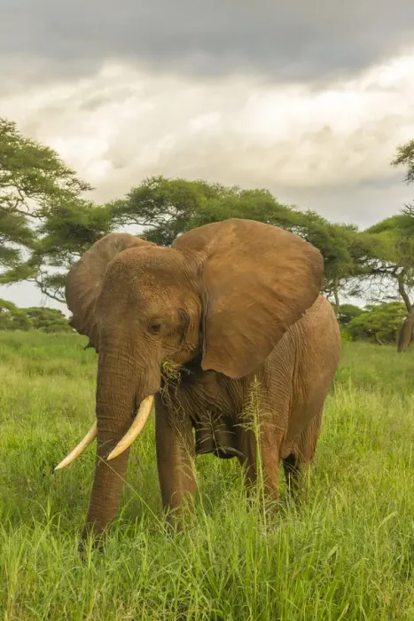 Framed Print : Africa, Tanzania, Tarangire National Park. African elephant close-up