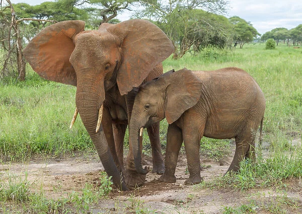 Africa, Tanzania, Tarangire National Park. African elephant adult and baby