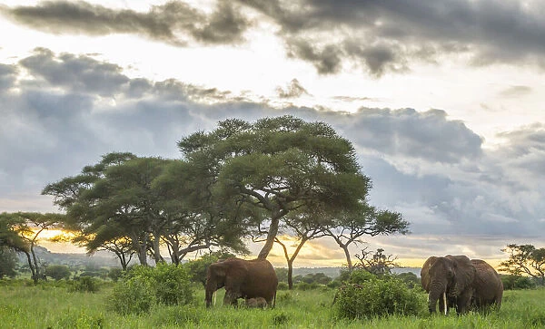 Africa, Tanzania, Tarangire National Park. African elephants at sunset