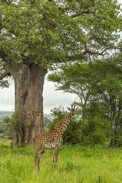 Africa, Tanzania, Tarangire National Park. Msai giraffe and large tree