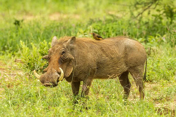 Africa, Tanzania, Tarangire National Park. Warthog with yellow-billed Oxpecker grooming