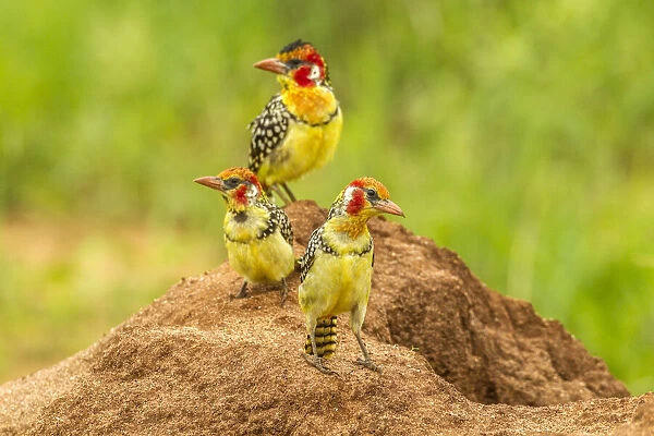 Africa, Tanzania, Tarangire National Park. Red-and-yellow barbets on dirt mound