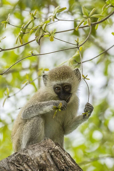 Africa, Tanzania, Tarangire National Park. Young vervet monkey close-up