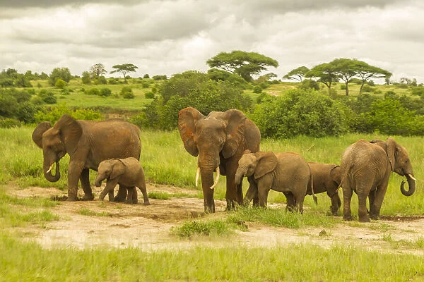 Africa, Tanzania, Tarangire National Park. African elephant adults and young