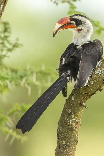 Africa, Tanzania, Tarangire National Park. Von der Deckens hornbill bird close-up