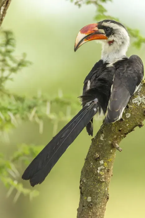 Framed Print : Africa, Tanzania, Tarangire National Park. Von der Deckens hornbill bird close-up