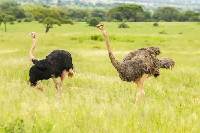 Framed Print : Africa, Tanzania, Tarangire National Park. Ostrich male and female close-up