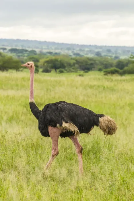 Framed Print : Africa, Tanzania, Tarangire National Park. Ostrich male close-up Framed Print : Africa, Tanzania, Tarangire National Park. Ostrich male close-up