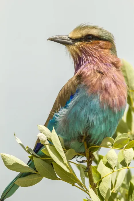 Framed Print : Africa, Tanzania, Tarangire National Park. Lilac-breasted roller close-up
