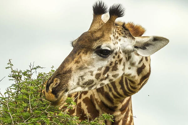 Africa, Tanzania, Tarangire National Park. Msai giraffe eating tree leaves