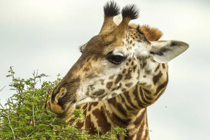 Framed Print : Africa, Tanzania, Tarangire National Park. Msai giraffe eating tree leaves Framed Print : Africa, Tanzania, Tarangire National Park. Msai giraffe eating tree leaves