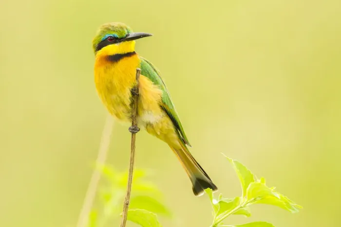 Framed Print : Africa, Tanzania, Tarangire National Park. Little bee eater close-up Framed Print : Africa, Tanzania, Tarangire National Park. Little bee eater close-up