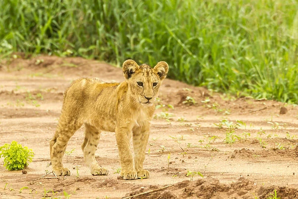Africa, Tanzania, Tarangire National Park. Lion cub close-up