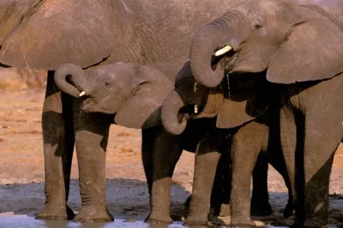Framed Print : Africa, Tanzania, Tarangire National Park. African Elephant (loxodonta africana)
