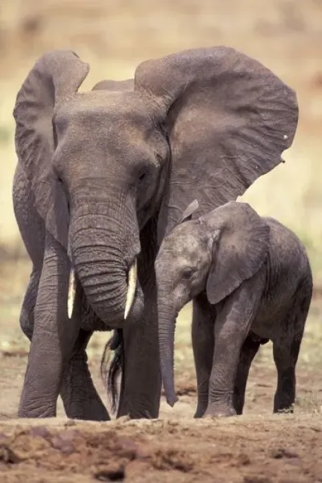 Framed Print : Africa, Tanzania, Tarangire National Park. African elephants (Loxodonta africana) Framed Print : Africa, Tanzania, Tarangire National Park. African elephants (Loxodonta africana)