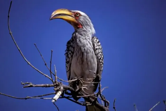 Framed Print : Africa, Tanzania, Tarangire. Yellow-billed Hornbill (Tockus leucumelias) Framed Print : Africa, Tanzania, Tarangire. Yellow-billed Hornbill (Tockus leucumelias)