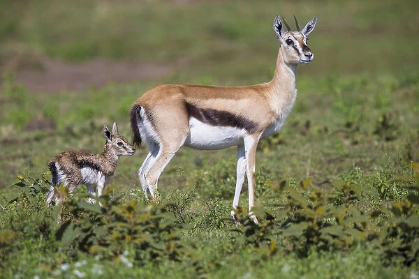 Africa. Tanzania. Thomsons gazelle (Eudorcas thomsonii) after giving birth in