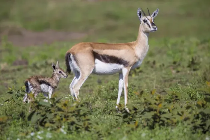 Framed Print : Africa. Tanzania. Thomsons gazelle (Eudorcas thomsonii) after giving birth in