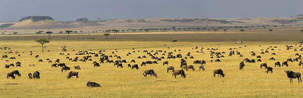 Africa. Tanzania. A vast Wildebeest herd during the annual Great Migration in Serengeti