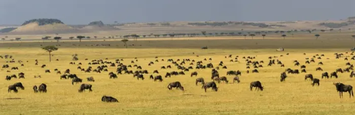 Framed Print : Africa. Tanzania. A vast Wildebeest herd during the annual Great Migration in Serengeti Framed Print : Africa. Tanzania. A vast Wildebeest herd during the annual Great Migration in Serengeti
