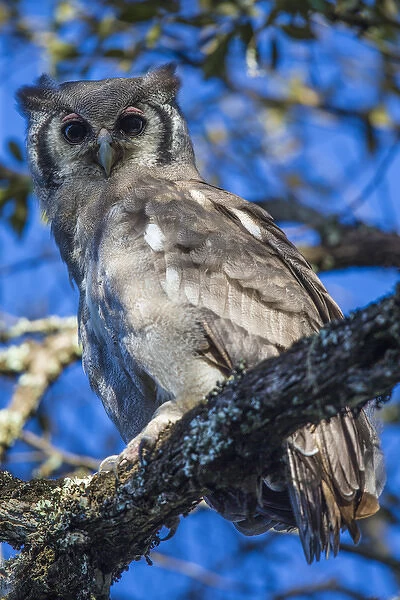 Africa. Tanzania. Verreauxs eagle-owl (Bubo lacteus) in Serengerti NP