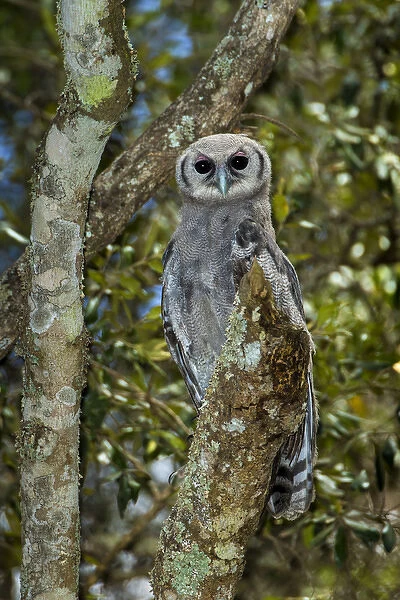 Africa. Tanzania. Verreauxs eagle-owl (Bubo lacteus) in Serengerti NP