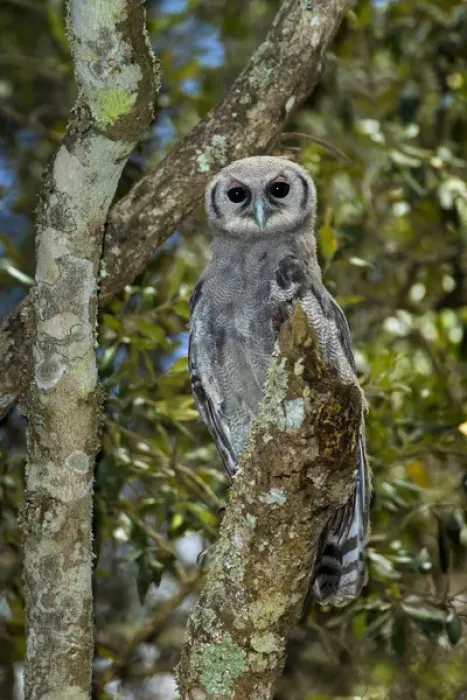 Framed Print : Africa. Tanzania. Verreauxs eagle-owl (Bubo lacteus) in Serengerti NP
