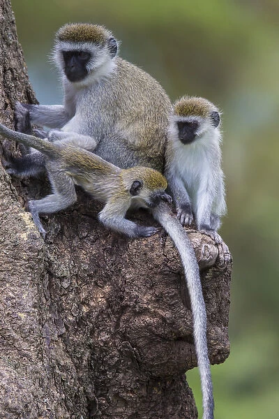 Africa. Tanzania. Vervet monkey (Chlorocebus pygerthrus) female and juvenile at Ngorongoro