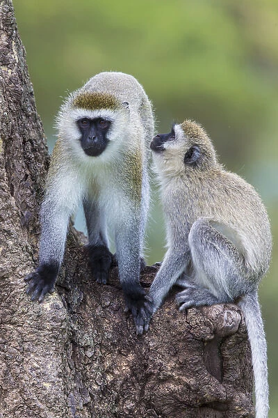 Africa. Tanzania. Vervet monkey (Chlorocebus pygerthrus) female and juvenile at Ngorongoro